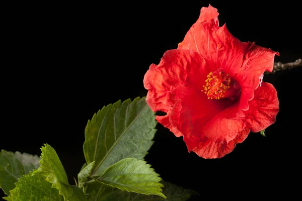 Beautiful Red flower isolated on black background