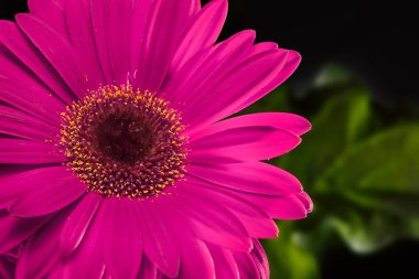 Gerbera çiçek arka plan ve izole bahar