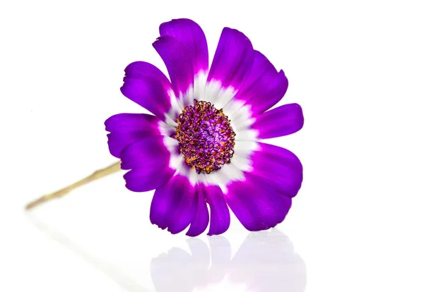 Bealtiful Cineraria Paars Roze Witte Bloemen — Stockfoto