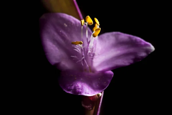 Фіолетові Квіти Ізольовані Чорному Тлі — стокове фото
