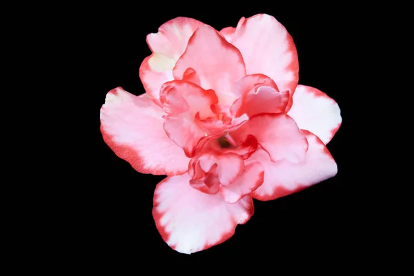 아말리아라고 분홍색 — 스톡 사진