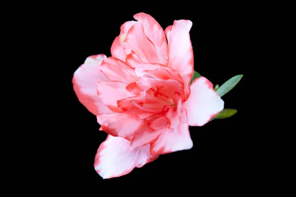 緑の葉の上にアザリアというピンクの花の写真 — ストック写真