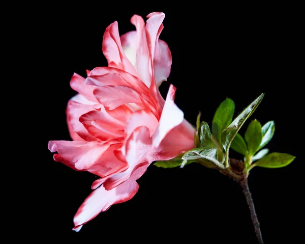 Photograph of a pink flower called Azalia on a green leaves