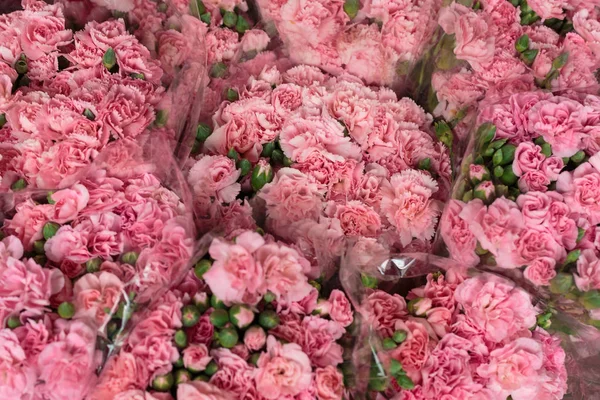 Beautiful carnation flower,Pink flower background of carnation flower