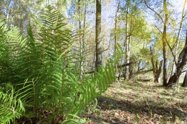 Yeşil orman fern ormanın kenarında