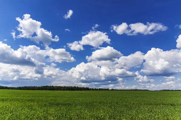 Clouds over a field and a forest in summer