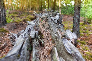 Yerde yatan eski iğneler ile eski çam ağacının gövde
