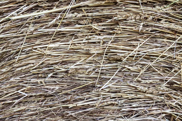 yaz saman yığını saman arka plan