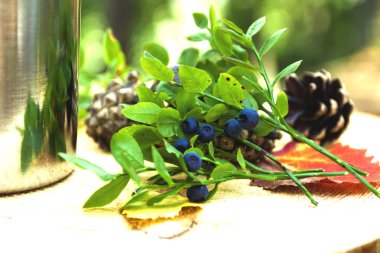 Orman, bir yeşil Bush olgun yaban mersini. Arka planda, çam kozalakları.