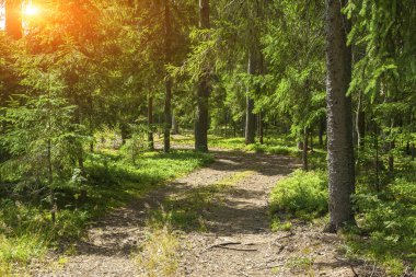 Sarımlı bir orman yolu. Yaz güneşli bir gün.