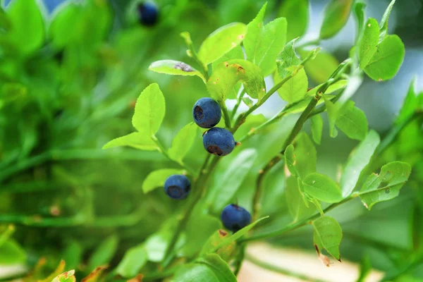 Yaz Aylarında Güneşli Bir Ormanda Yaban Mersini Vahşi Bush Yakın — Stok fotoğraf