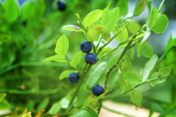 wild bush of blueberries in a sunny forest in summer, close-up