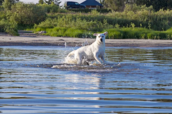 Cão Corre Pela Água Olha Para Fotógrafo — Fotografia de Stock