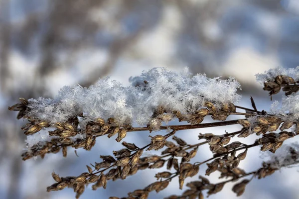 Первый Снег Ветвях Сухой Травы Зима Утро — стоковое фото