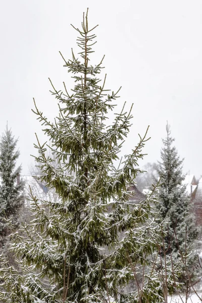 冬天在圣诞树的树枝上下雪 — 图库照片