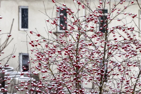 Snö Rowan Bär Den Mellersta Planen — Stockfoto