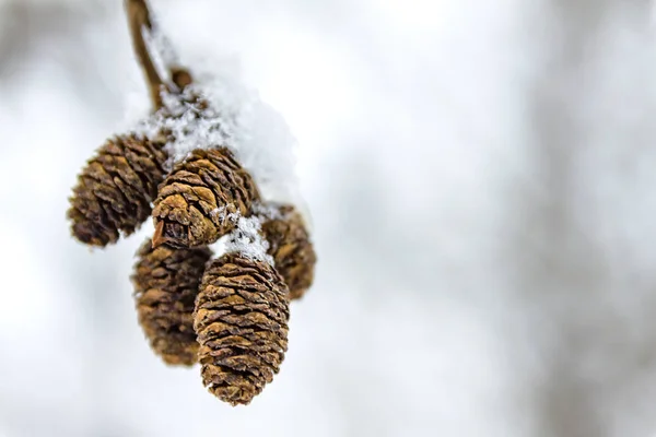 Cones Ramo Com Neve Inverno Close — Fotografia de Stock