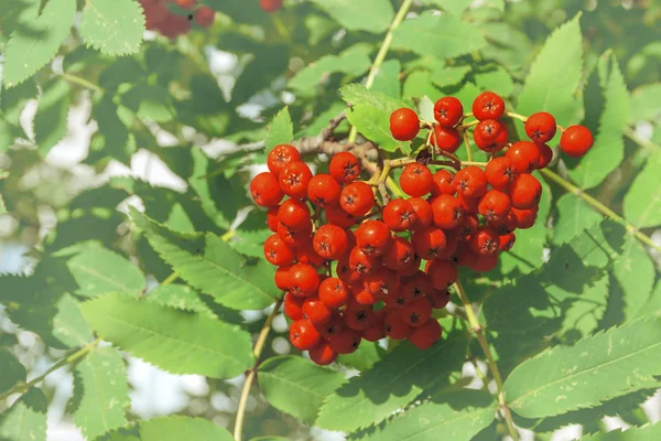 Rowan Closeup Fırça Kırmızı Rowan — Stok fotoğraf