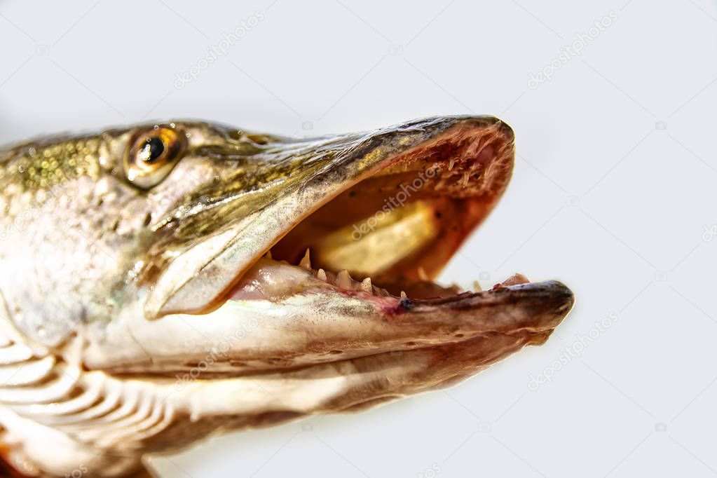 A river pike with wide open mouth free.