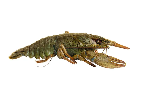 Live Crayfish Close White Background Isolate — Stock Photo, Image