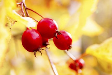 Alıç çilek geç sonbaharda sarı yapraklar arka planı.