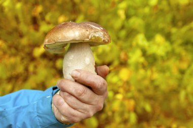 el bir porcini sonbahar orman bir arka plan üzerinde tutar..