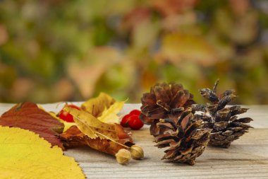 Çam kozalakları ve sonbahar bir arka plan üzerinde sonbahar yaprakları.