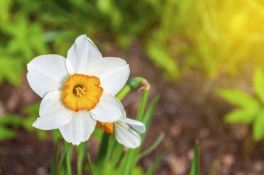 Güzel sarı nergisli bahar Paskalya arkaplanı