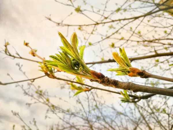 Kleine Junge Triebe Der Eberesche Frühling Nahaufnahme — Stockfoto