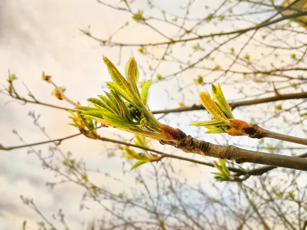 Petites Pousses Jeunes Frêne Montagne Printemps Gros Plan — Photo