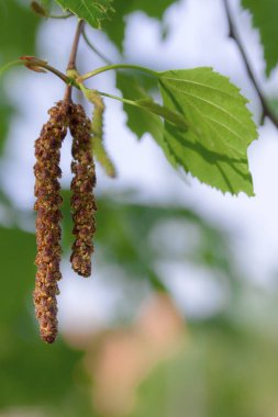 Huş kedicikler doğal bir arka plan üzerinde erken baharda