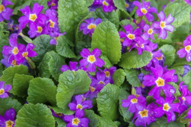 Yağmurdan sonra pembe çuha çiçeği