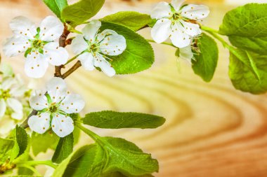 Erik çiçekleri doğal tahta arka plan ile fışkın.