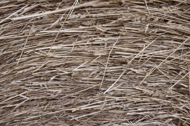 Arka plan için toz saman closeup yapısı yapılmış.