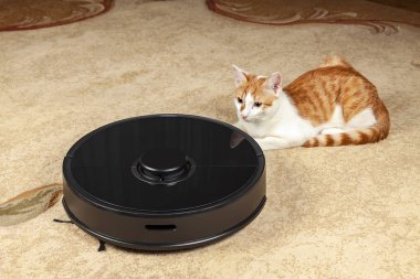 Kedi robot elektrik süpürgesi yanındaki halı üzerinde yatıyor