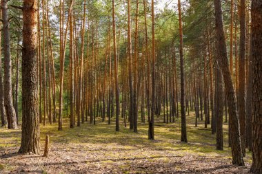 Çam ormanı yaz güneşli bir günde