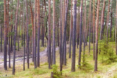 Çam ormanı yaz güneşli bir günde