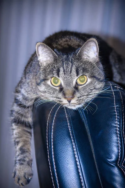 Il gatto giace sul retro della sedia e guarda nella lente — Foto Stock