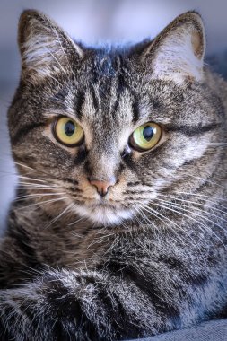 Kedi yatıyor ve bir renkli arka plan yakın çekim lense benziyor