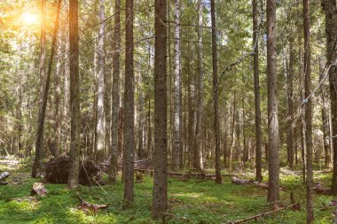 Güneşli bir günde düşmüş ağaçlar ile kalın geçilmez çam ormanı