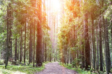 Yaz aylarında güneşli bir gün, bir çam ormanında bir kir yolu