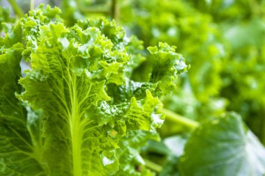 Doğal koşullarda marul yakın çekim Genç yeşil vuruyor