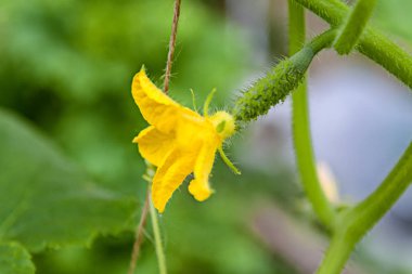 Doğal koşullarda bir çiçek yakın çekim ile küçük genç salatalık meyve