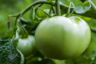 Büyük yeşil domates çalı ağırlığında. Tarım konsepti