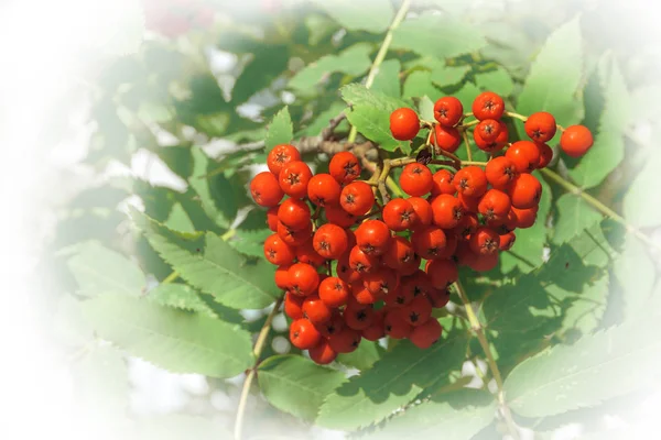 Rowan berries with leaves in natural conditions with white framing — Stock Photo, Image