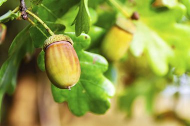 Sonbahar aylarında, meşe palamudu, doğal koşullarda yakın çekim, bir ağaç ağacı bir şube asmak