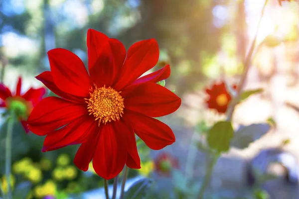 Flor roja de verano primer plano en condiciones naturales — Foto de Stock