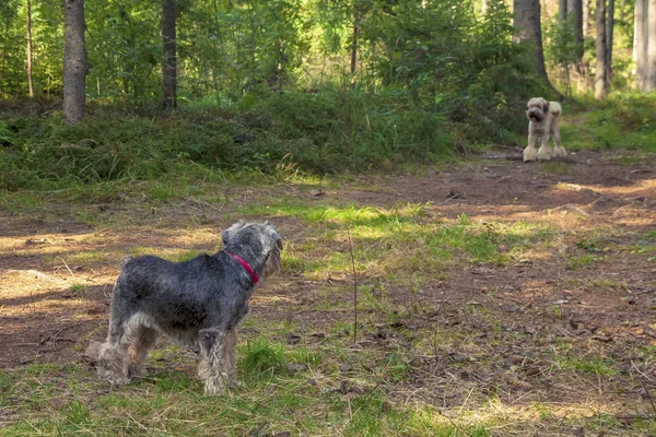 Dois cães desconhecidos inesperadamente se encontraram na floresta — Fotografia de Stock