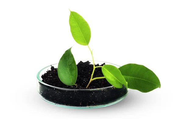 Green plant grows in the ground and in laboratory glassware. Stock Photo