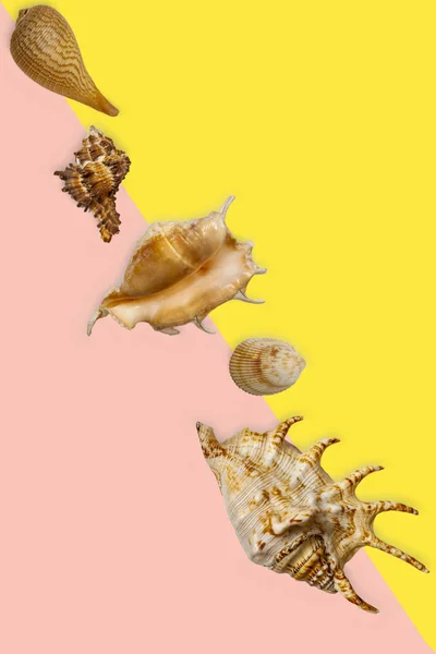 Diferentes conchas marinas se encuentran en diagonal sobre un fondo de color . — Foto de Stock